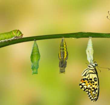 caterpillar to butterfly 